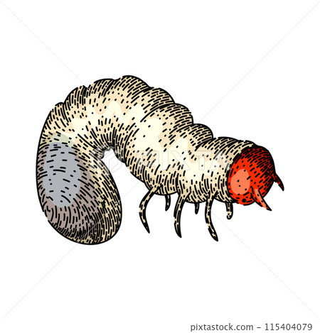 soil chafer sketch hand drawn vector soil chafer sketch hand drawn vector 115404079