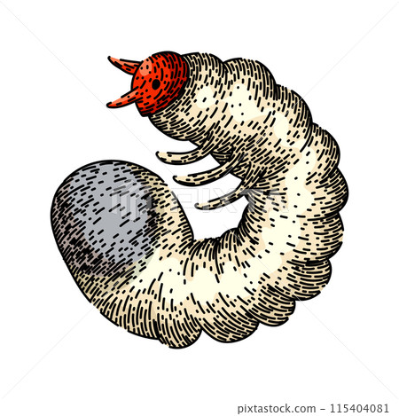 beetle chafer sketch hand drawn vector beetle chafer sketch hand drawn vector 115404081