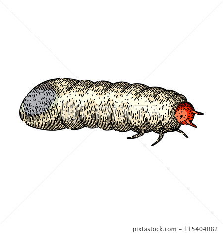 grub chafer sketch hand drawn vector grub chafer sketch hand drawn vector 115404082