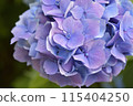 Purple hydrangea 115404250