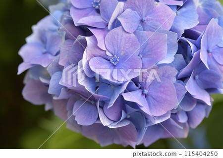 Purple hydrangea Purple hydrangea 115404250