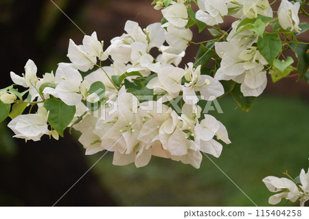 White bougainvillea White bougainvillea 115404258