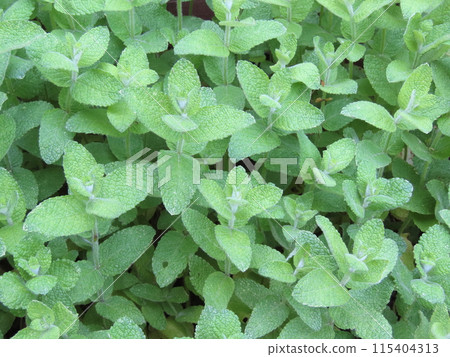 Green mint leaves growing in clusters Green mint leaves growing in clusters 115404313