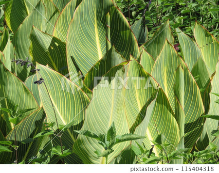 Large leaves of the flowering canna growing in clusters 115404318