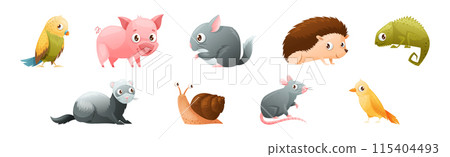 Cute Home Pet Animal with Parrot, Pig, Hedgehog, Chameleon, Ferret, Snail and Rat Vector Set Cute Home Pet Animal with Parrot, Pig, Hedgehog, Chameleon, Ferret, Snail and Rat Vector Set 115404493