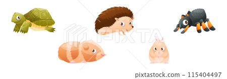 Cute Home Pet Animal with Turtle, Hamster, Hedgehog and Spider Vector Set Cute Home Pet Animal with Turtle, Hamster, Hedgehog and Spider Vector Set 115404497