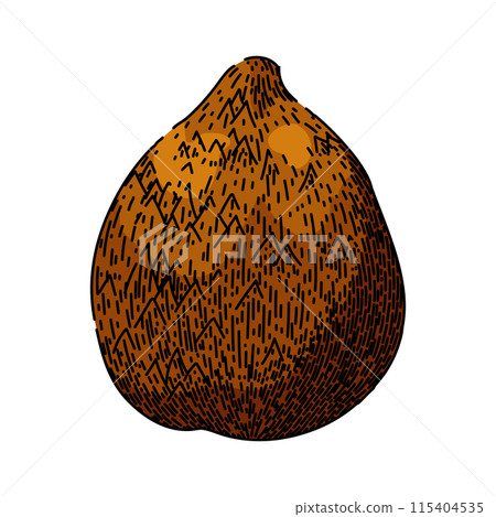 salacca salak fuit sketch hand drawn vector salacca salak fuit sketch hand drawn vector 115404535