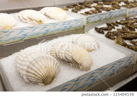 Fresh Scallops on a seafood market. Frozen scallops sold at the food market Fresh Scallops on a seafood market. Frozen scallops sold at the food market 115404539
