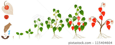 Cycle of growth of a physalis plant on a white background. 115404604
