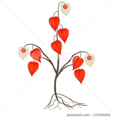 Physalis also known as chinese lantern plant with roots on a white background. Physalis also known as chinese lantern plant with roots on a white background. 115404808