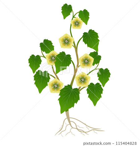 Flowering physalis plant with roots on a white background. 115404828
