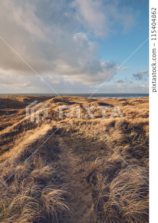 Wide Grass Dunes in Denmark in winter 115404862