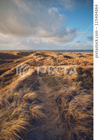 Grass Dunes in Denmark Grass Dunes in Denmark 115404864
