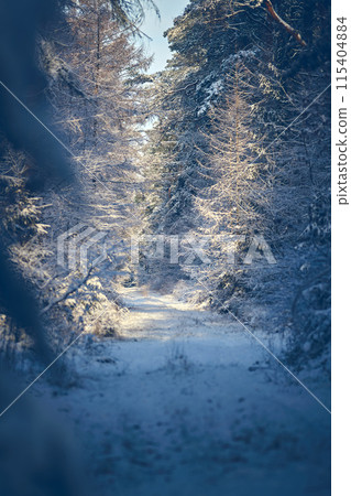 Snowy path in the Woods in Germany 115404884