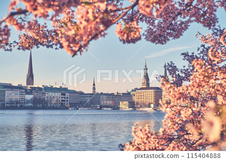 Cherryblossom in Spring in Hamburg Cherryblossom in Spring in Hamburg 115404888