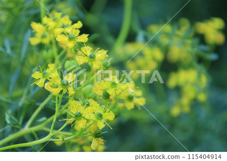 Yellow blooming rue flowers Yellow blooming rue flowers 115404914