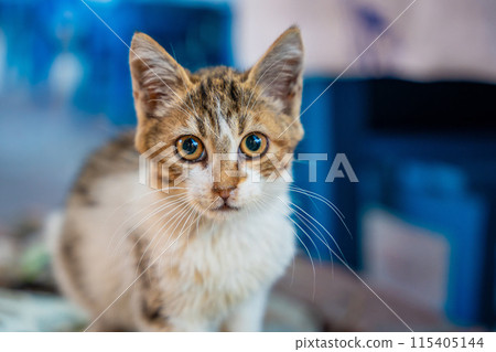 Kitty in a cafe looking camera, stray cat in street of Fethiye, urban homeless animals in Turkey 115405144