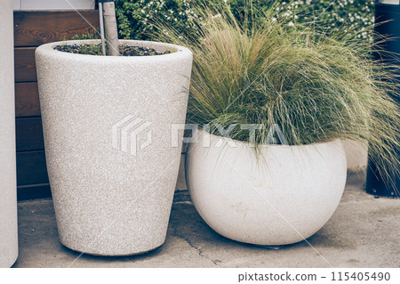 Mexican feathery grass or needle-winged grass with a fine texture of bright green and yellow foliage in a concrete pot. With space to copy. High quality photo Mexican feathery grass or needle-winged grass with a fine texture of bright green and yellow foliage in a concrete pot. With space to copy. High quality photo 115405490