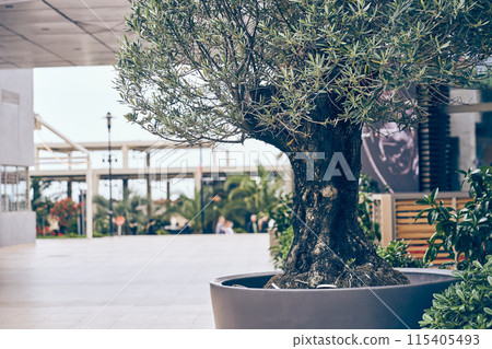 Part of an olive tree in a concrete pot on the background of a cafe building. A decorative element near the entrance to the restaurant. With space to copy. High quality photo Part of an olive tree in a concrete pot on the background of a cafe building. A decorative element near the entrance to the restaurant. With space to copy. High quality photo 115405493