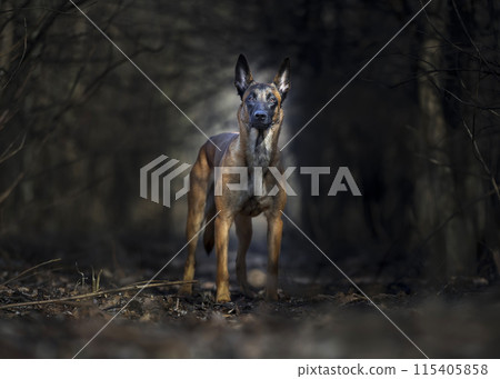 Belgian shepherd malinois portrait - dark forest backgroung Belgian shepherd malinois portrait - dark forest backgroung 115405858