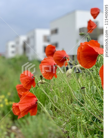 beautiful view from the window of the plane 115406095