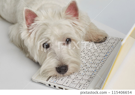 Dog breed West Highland White Terrier sits with a red bow tie Dog breed West Highland White Terrier sits with a red bow tie 115406654