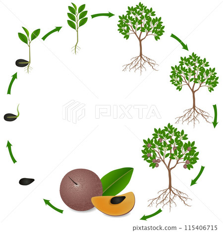 Life cycle of sapote fruit plant on a white background 115406715