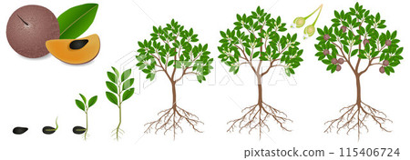 Cycle of growth of sapote fruit plant on a white background. 115406724