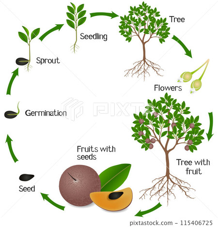 A growth cycle of sapote fruit plant on a white background. 115406725