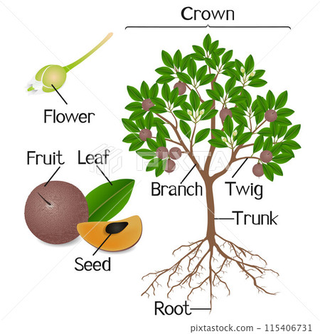 Parts of sapote plant on a white background. 115406731