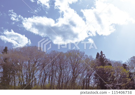 晚春的里山,卯月中旬後野櫻花盛開 晚春的里山,卯月中旬後野櫻花盛開 115406738