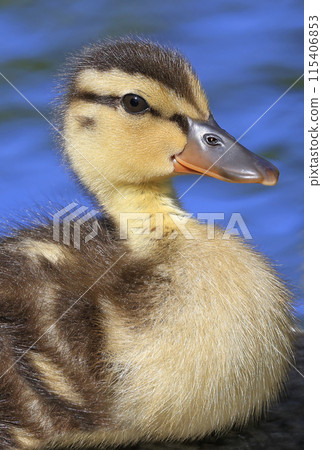 Mallard Duck baby portrait with blue background, Canada 115406853