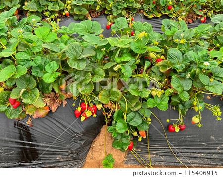 Strawberry picking in strawberry field on fruit farm. Strawberry picking in strawberry field on fruit farm. 115406915