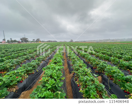 Strawberry picking in strawberry field on fruit farm. Strawberry picking in strawberry field on fruit farm. 115406948