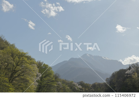 Late spring in the countryside as wild cherry blossoms bloom in mid-Autumn 115406972
