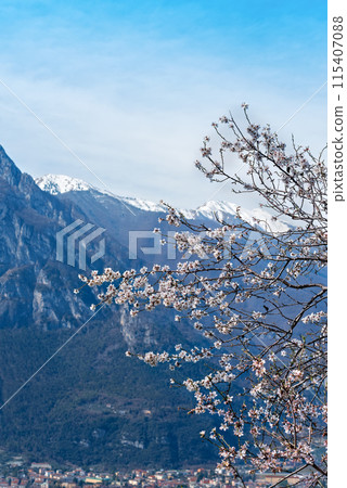 Cherry blossom on the background of Dolomite Alps and village in the valley, Italy, Trentino - Alto Adige Cherry blossom on the background of Dolomite Alps and village in the valley, Italy, Trentino - Alto Adige 115407088