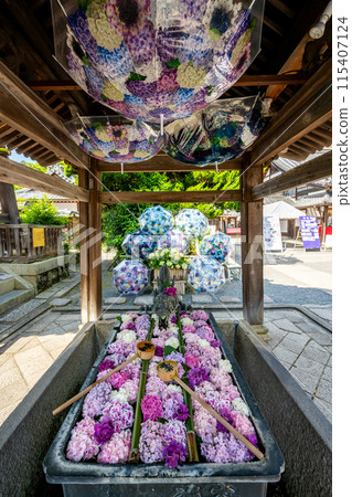 京都府柳谷觀音寺，繡球花盛開 115407124