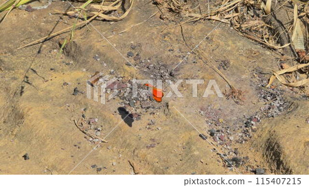 Two Butterflies on a Rock, One Takes Flight in Sunshine 115407215