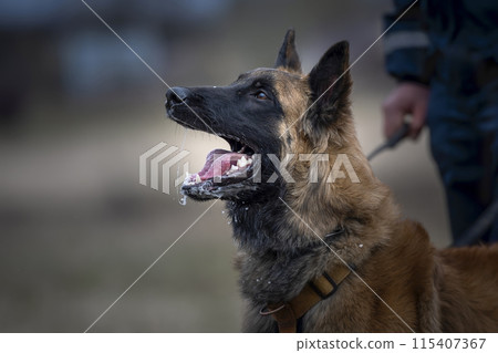 long-haired belgian malinois shepherd long-haired belgian malinois shepherd 115407367