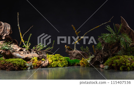 Northern natural composition with lichen, moss, pine branches and driftwood. Northern natural composition with lichen, moss, pine branches and driftwood. 115407536