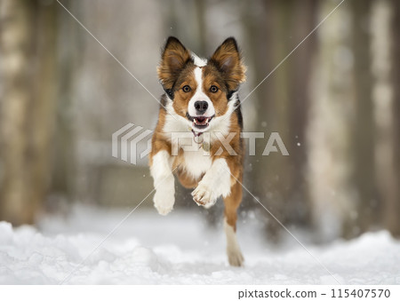 border-collie, animal, dog 115407570