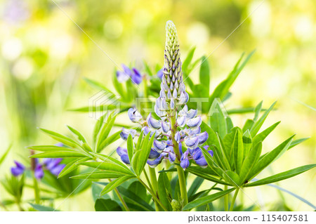 Lupine flowers on bright green backgroud 115407581