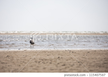 Seagull in ocean waves with sand shore on the foreground Seagull in ocean waves with sand shore on the foreground 115407587