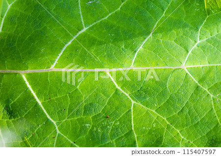 Greater burdock - green leaf detail Greater burdock - green leaf detail 115407597