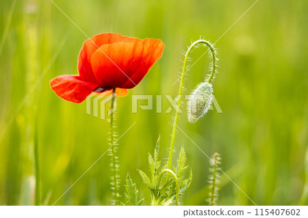 Red field poppy plant on green background Red field poppy plant on green background 115407602