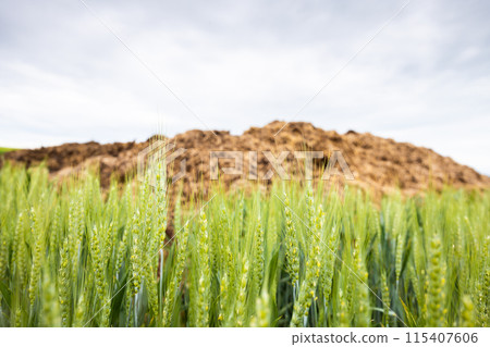 Fresh wheat plants with pile of manure and sky on background 115407606
