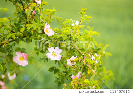 Flowering rose hip - dog rose bush with blurred green field on background Flowering rose hip - dog rose bush with blurred green field on background 115407615