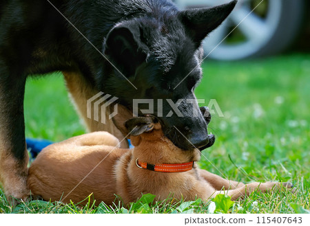Two shepherds playing in the garden 115407643