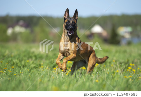Extremely happy young belgian malinois running through the meadow 115407683