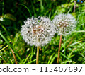 蓬鬆的蒲公英 115407697